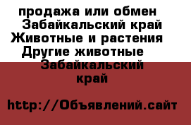 продажа или обмен - Забайкальский край Животные и растения » Другие животные   . Забайкальский край